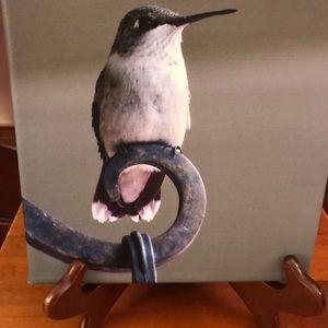 8 x8 photo canvas of our female hummingbird